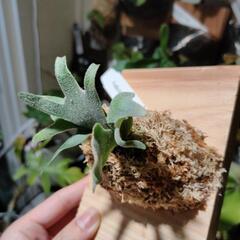 最終価格🌱バクテリア　スポア③の画像
