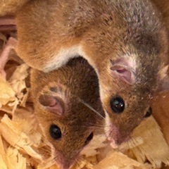 アフリカチビネズミ