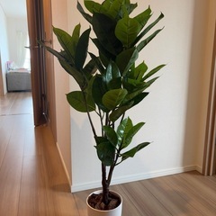 ゴムの木(人工)