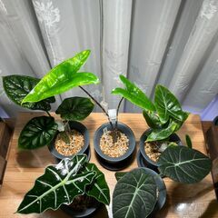 観葉植物 アロカシア5種セット②