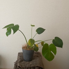 モンステラの画像