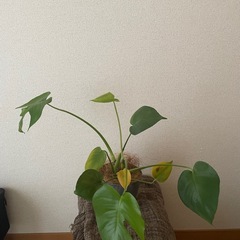 モンステラの画像