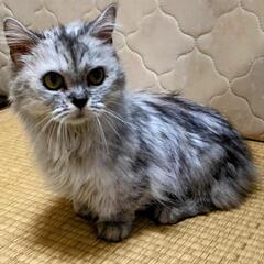 人が大好きな短足マンチカンちゃんです