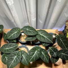 観葉植物 アロカシア ブラックベルベット(多数)