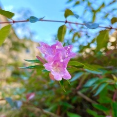 🍃🌸栃木＆埼玉の女性限定！おしゃべりハイキング＆ウォーキング募集🌸🍃 - さいたま市