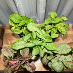 観葉植物 シンゴニウム4種セット