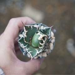 アガベ　チタノタ　シーザー 8