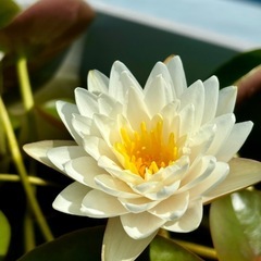 植付け時期だよ！キャンペーン★ 　睡蓮🪷すいれん🪷球根　マニーサイアム　ビオトープ　無人販売　ゆめめだかの画像