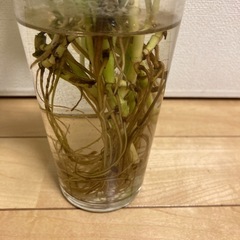 
ポトス☆水栽培の画像