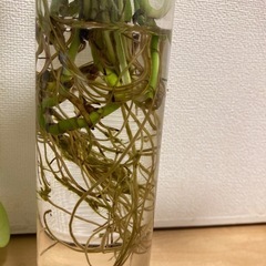 
ポトス☆水栽培の画像
