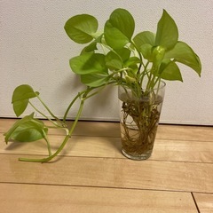 
ポトス☆水栽培の画像