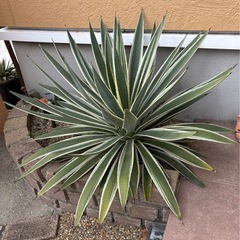 アガベ　白閃光の画像