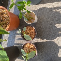 観葉植物