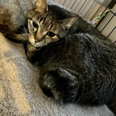 穏やかなキジトラ　アティ - 青梅市