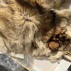 狐の皮？狼の皮？高級毛皮の画像