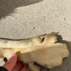 狐の皮？狼の皮？高級毛皮の画像