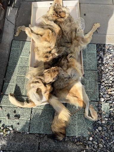 狐の皮？狼の皮？高級毛皮