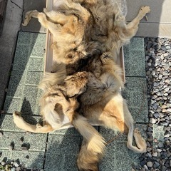 狐の皮？狼の皮？高級毛皮