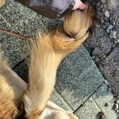 狐の皮？狼の皮？高級毛皮の画像