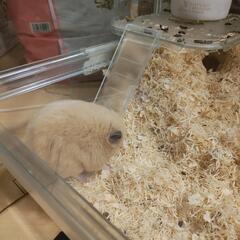 キンクマハムスターの里親募集