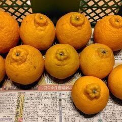 でこぽん10個2000円