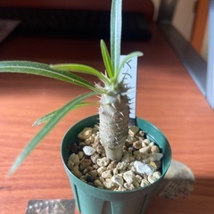 お取引中　
グラキリス実生　植物の画像