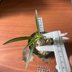 お取引中　
グラキリス実生　植物の画像