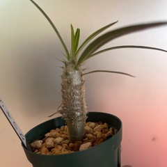 お取引中　
グラキリス実生　植物の画像