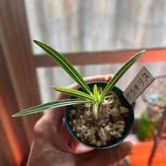 お取引中　
グラキリス実生　植物の画像