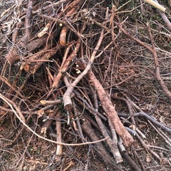 薪向け枝あげます⭐︎の画像