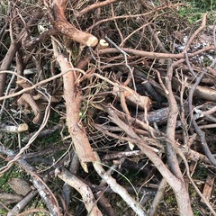 薪向け枝あげます⭐︎の画像