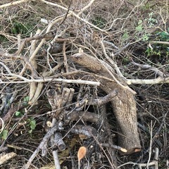 薪向け枝あげます⭐︎