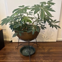 (＊予約者あり)観葉植物