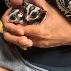 フクロモモンガ☆男の子‪☆