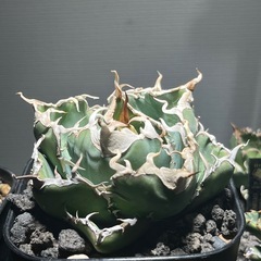 アガベ　チタノタ　オテロイ　色々　観葉植物　多肉植物