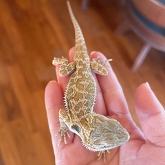 フトアゴヒゲトカゲ