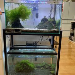 熱帯魚＆水槽一式あげます。