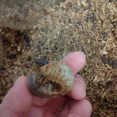 カブトムシ幼虫お譲りします