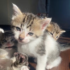 一ヶ月の子猫
