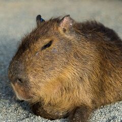 🔴🔴夜勤希望の方特に募集中（日勤も募集中）短期日払い可能な建築系...