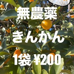 無農薬　きんかん　1/18(土)収穫します。