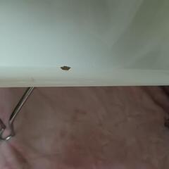 ガラスコレクションテーブル　ホワイト　白　ディスプレイテーブルの画像