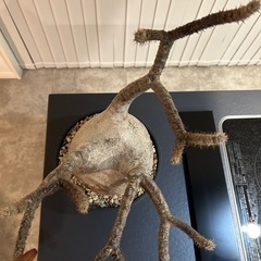 パキポディウムグラキリスの画像