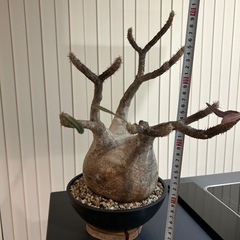 パキポディウムグラキリスの画像