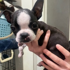 めちゃくちゃ小さなボストンテリアの子犬ちゃん