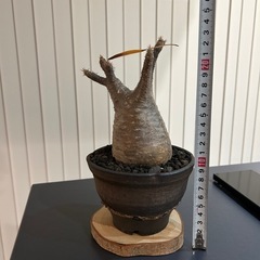 パキポディウムグラキリスの画像