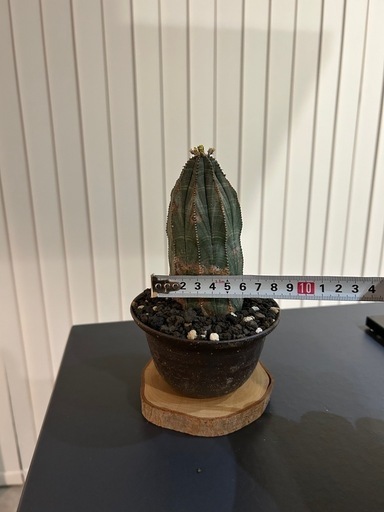ユーフォルビアオベサ