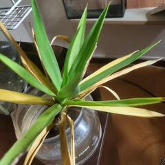 屋外用観葉植物の画像