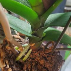 屋外用観葉植物の画像