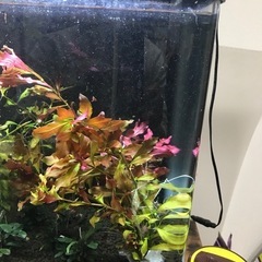 水槽水草ルドウィジアの画像